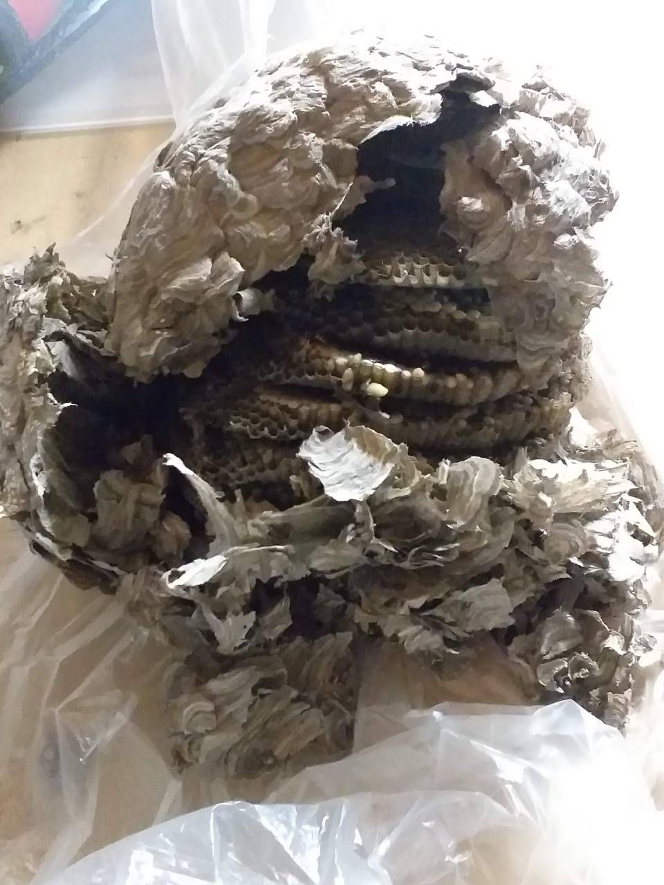 Une pile de nids de guêpes posés sur un sac en plastique posé sur une table.