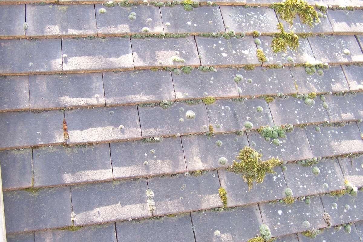 Dé-moussage de votre toiture