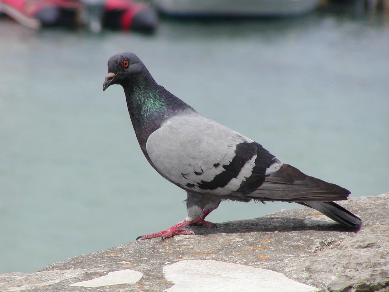 Lutte contre les pigeons