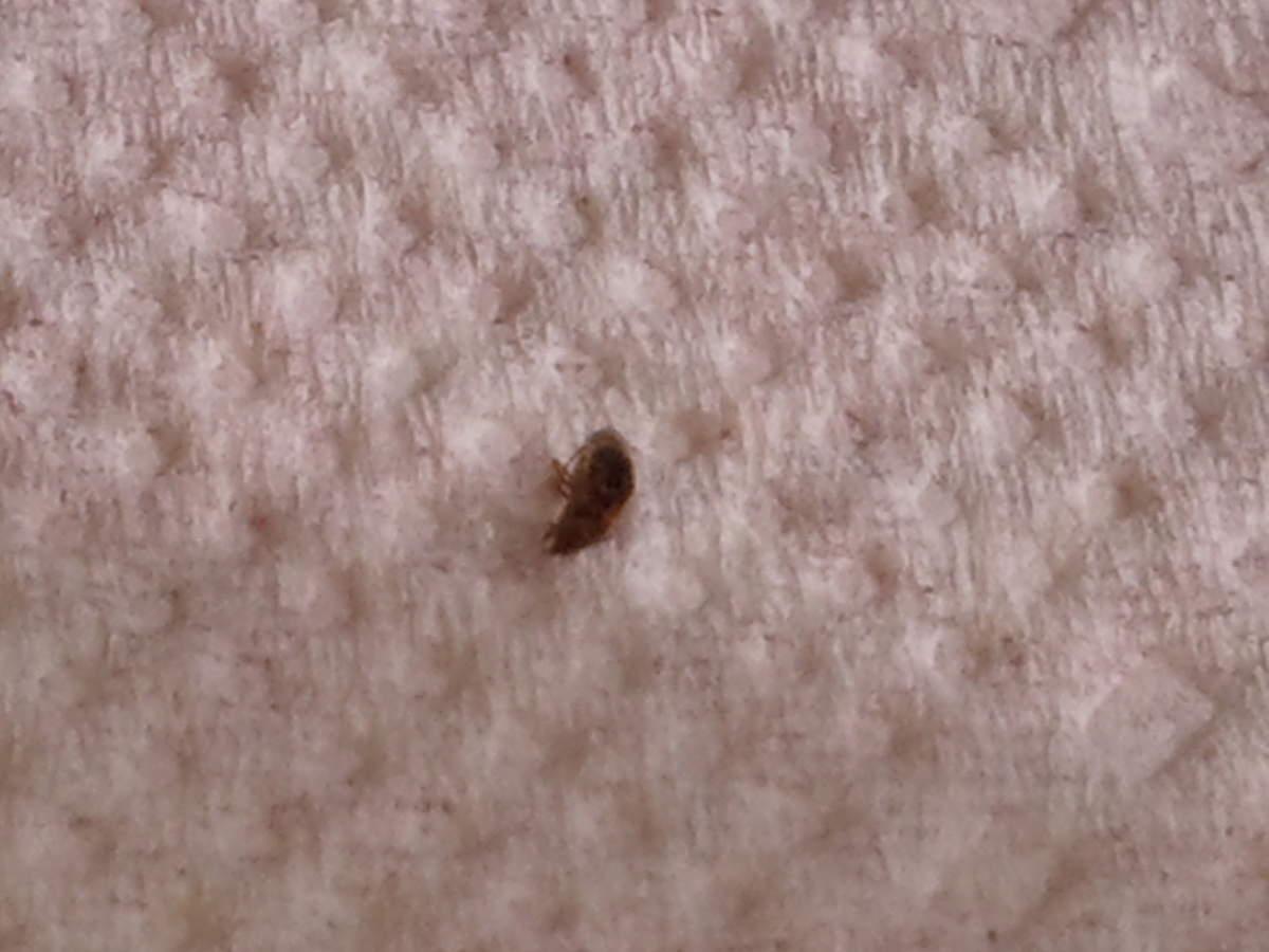 Traitement contre les punaises de lit