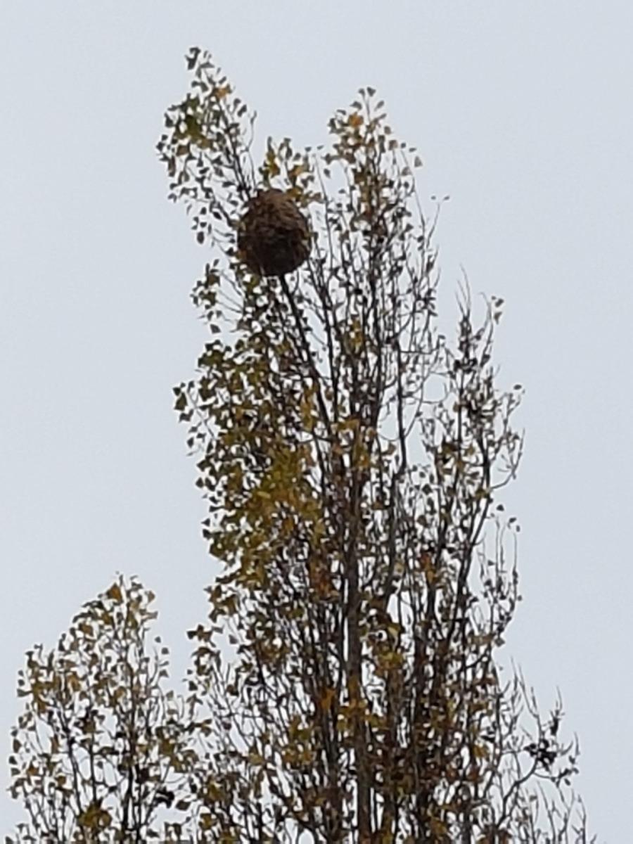 Nid de frelons asiatiques