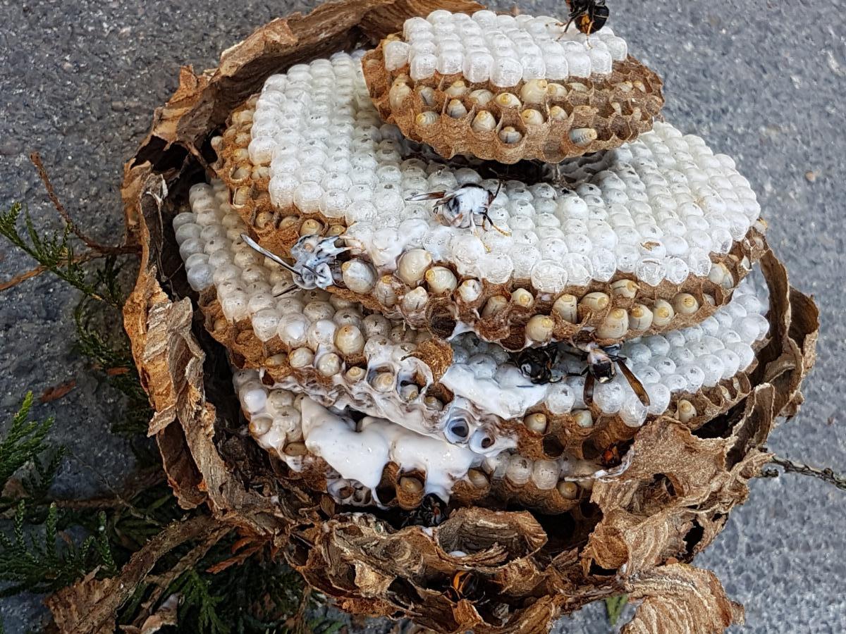 Gros nid de guêpes