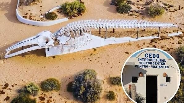 CEDO Intercultural Center and fin whale skeleton in Las Conchas, Puerto Peñasco