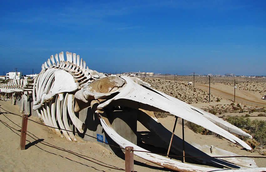 CEDO Intercultural whale skeleton in Las Conchas Puerto Peñasco