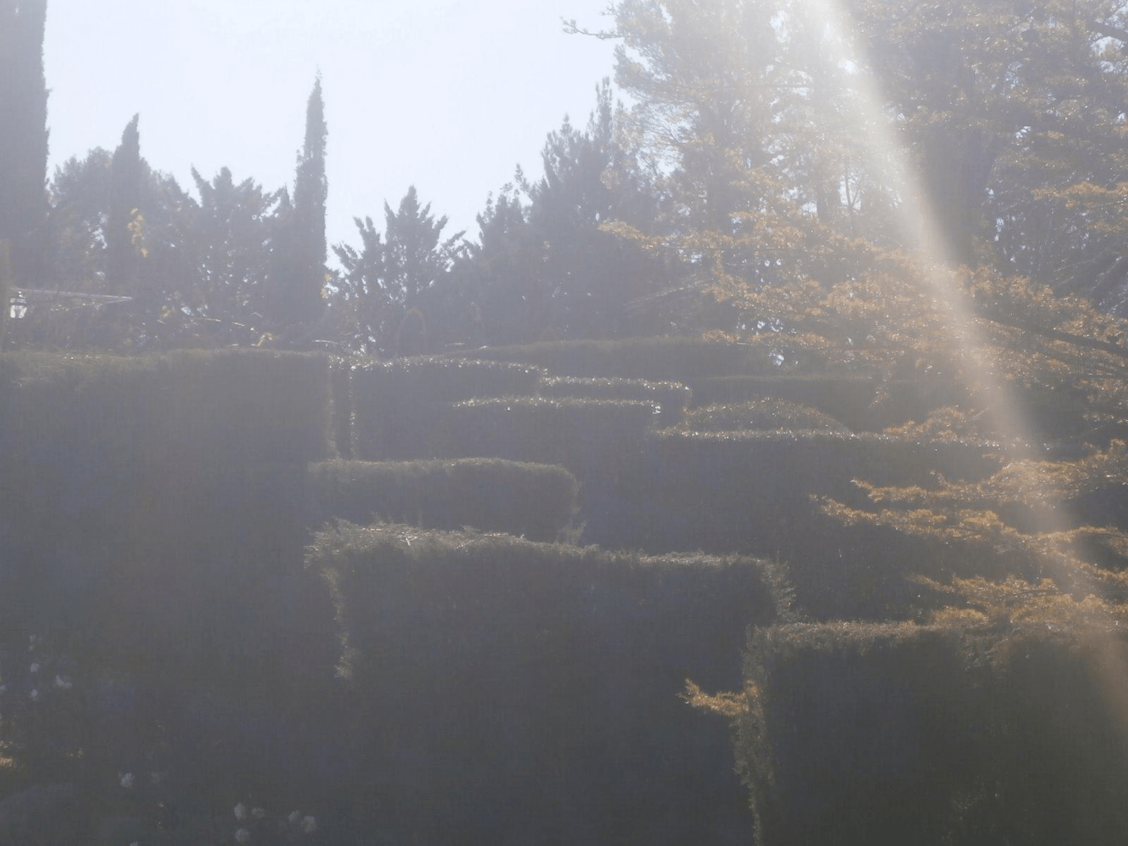 Taille de haies - entretien de jardin
