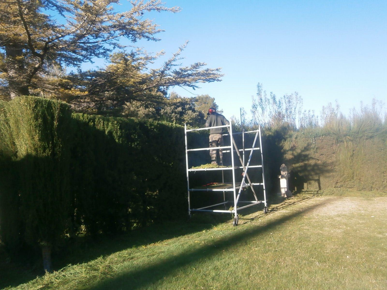 Taille de haie et d'arbre