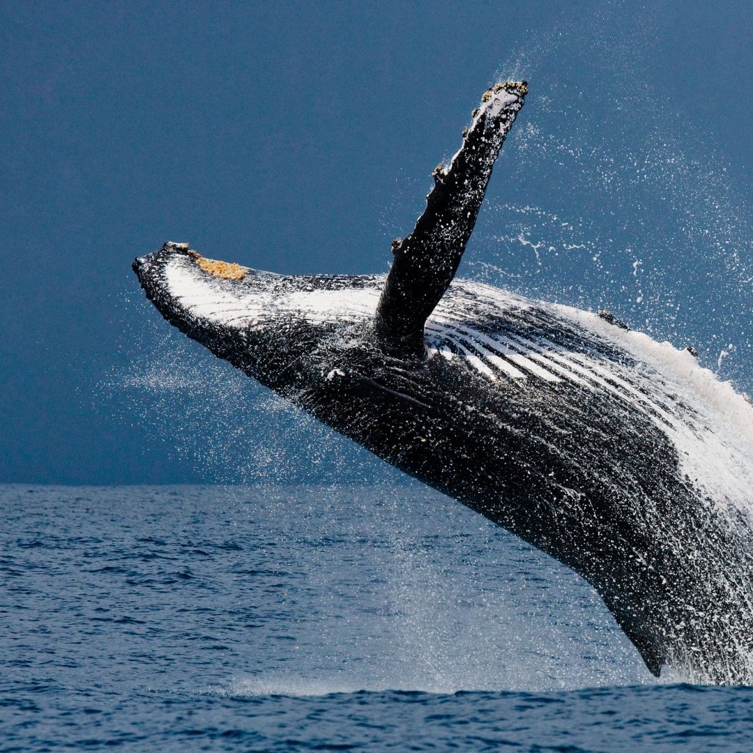 Humpback whale leaping out of the ocean, water splashing; blue water and sky.