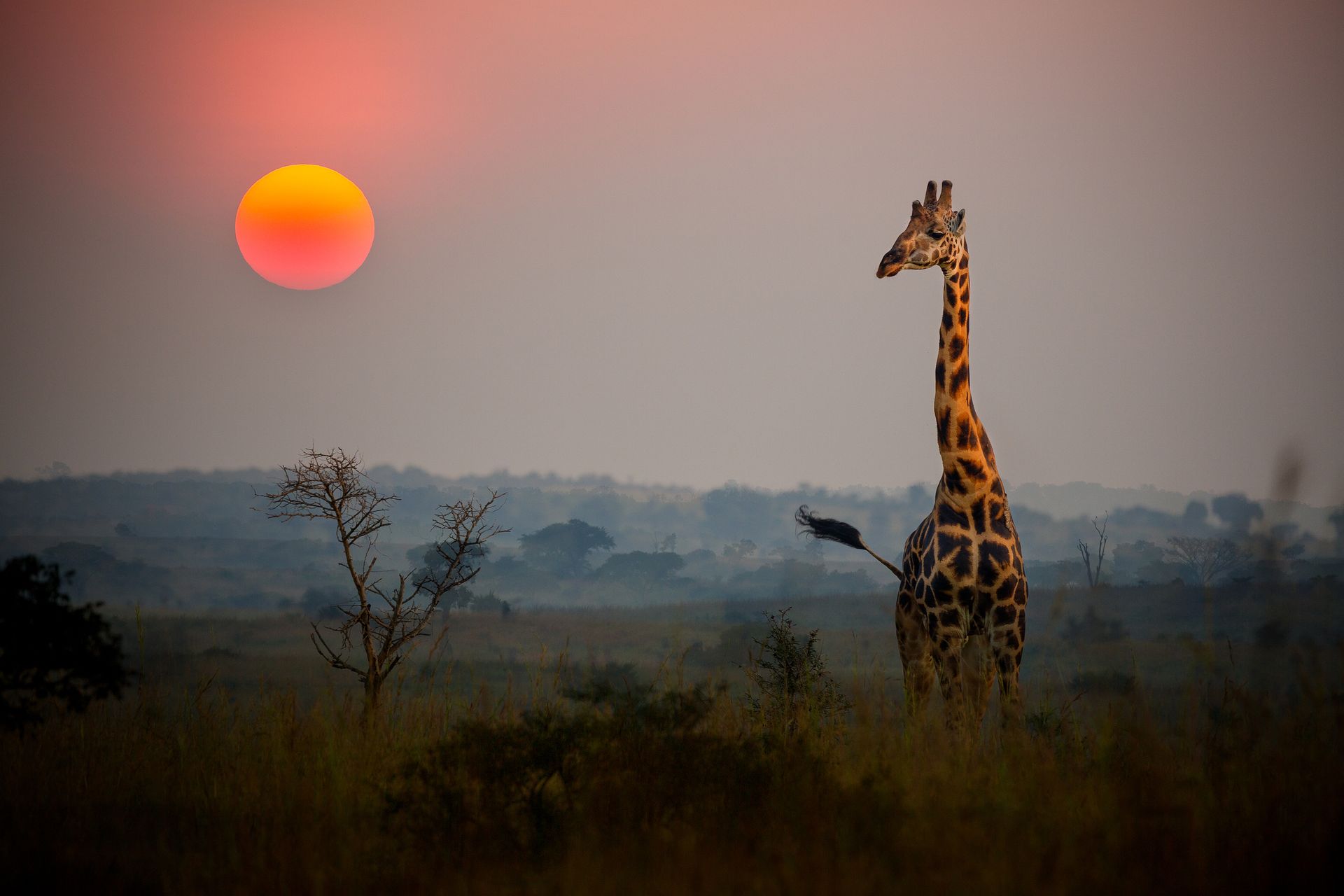 A giraffe standing in a field with the sun setting in the background.