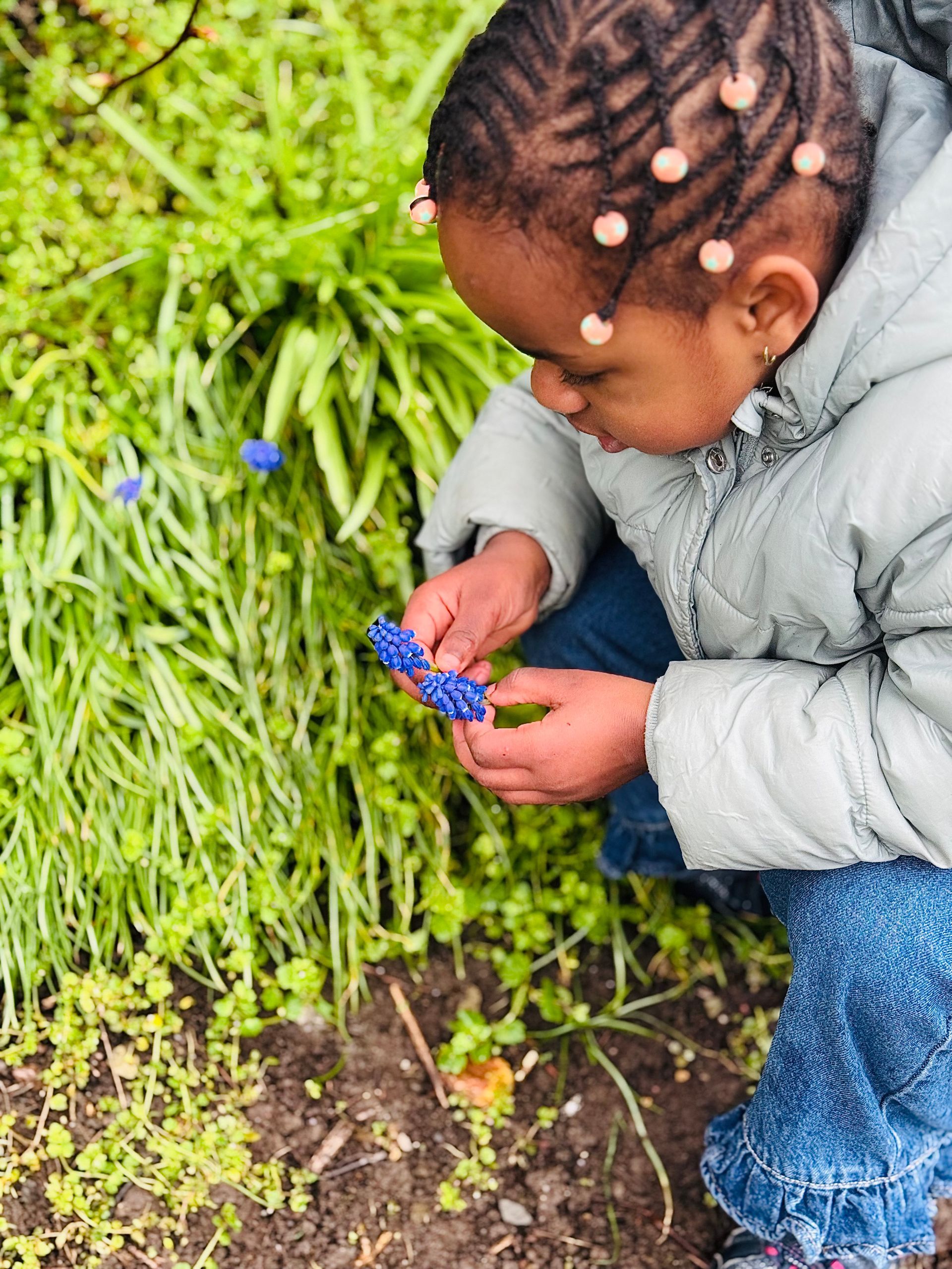 Eine Person in einer Daunenjacke hockt sich hin, um vorsichtig kleine, violette Traubenhyazinthenblüten zu berühren, die in einem Garten wachsen.