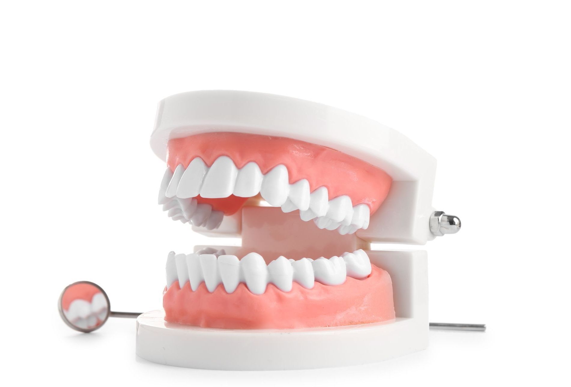 Zahnarzt Gebissmodell und Spiegel