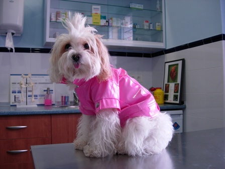 Un pequeño perro blanco con una chaqueta rosa está sentado en una mesa.