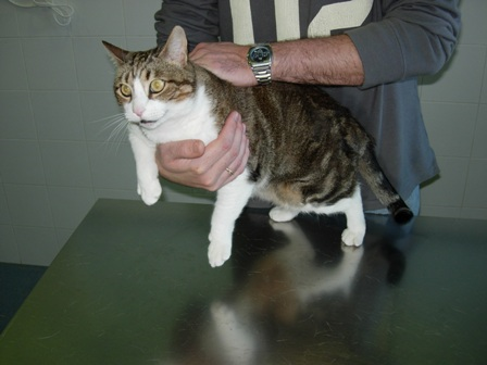 Un hombre sostiene un gato sobre una mesa.
