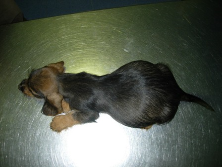 Un perro pequeño está acostado boca arriba sobre una mesa.