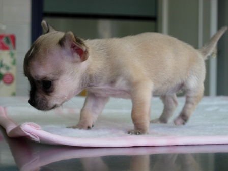 Un pequeño cachorro de chihuahua está de pie sobre una manta rosa sobre una mesa.