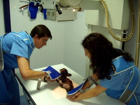 Un hombre y una mujer están examinando un perro en una mesa.
