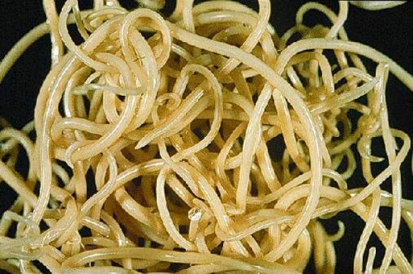 Un primer plano de una pila de fideos sobre un fondo negro.