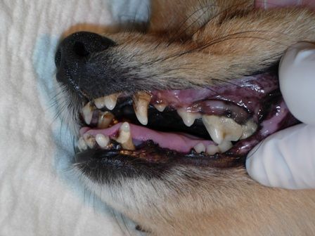 Un primer plano de los dientes de un perro con guantes puestos.