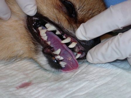 Una persona que lleva guantes examina los dientes de un perro.