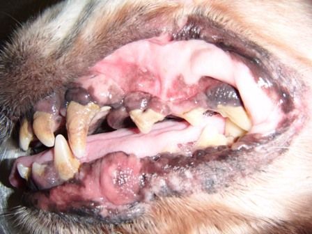 Un primer plano de la boca de un perro con muchos dientes y una lengua rosada.