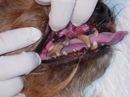 Una persona que lleva guantes examina los dientes de un perro.