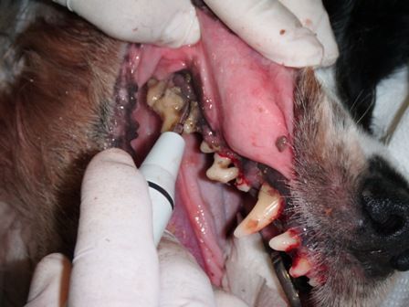 Una persona está limpiando los dientes de un perro con un cepillo.