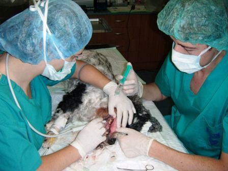 Un perro está siendo operado por dos cirujanos