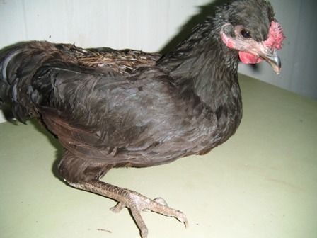 Un pollo negro con un pico rojo está sentado en una mesa.