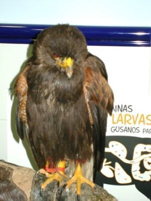 Un pájaro está posado en una roca frente a un cartel que dice larva de minas