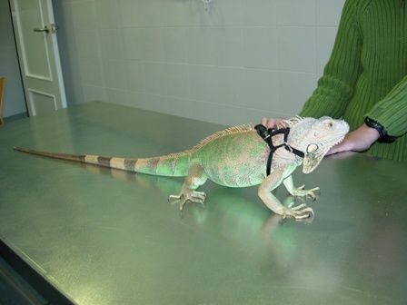 Un lagarto que lleva un arnés está sentado sobre una mesa.