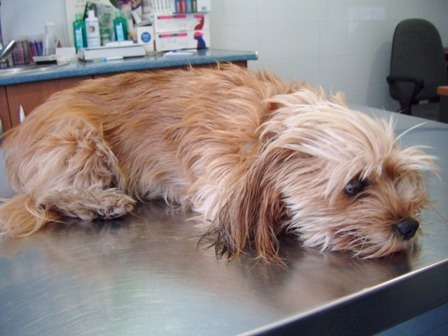Un perro pequeño está acostado sobre una mesa de acero inoxidable.