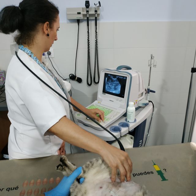 Una mujer está usando una máquina de ultrasonido en un perro.