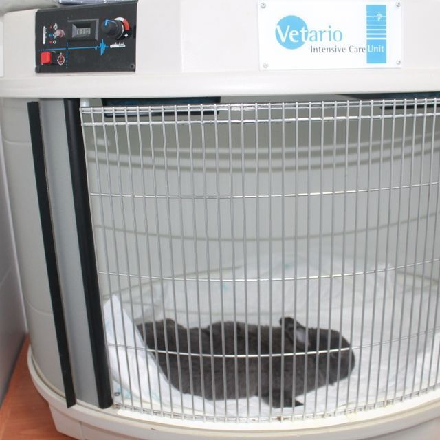 Un gato está en una jaula que dice vedario.