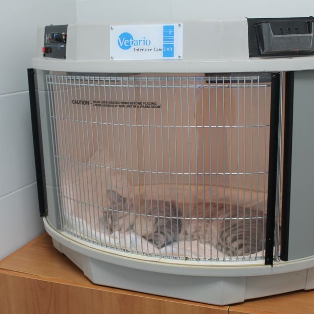 Un gato está en una jaula que dice velorio.