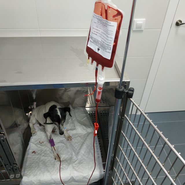 perro con transfucion de sangre