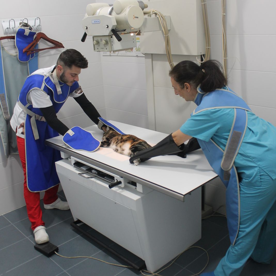 Un hombre y una mujer están examinando un gato en una mesa.