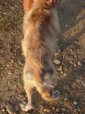 Una persona sostiene la cola de un perro en la tierra.