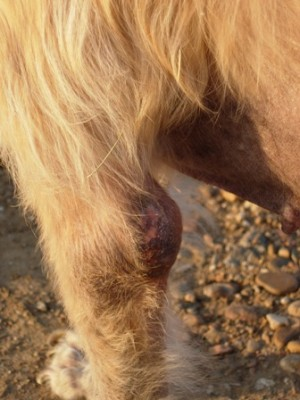 Un primer plano de la pata de un perro con un bulto.