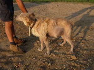 Un hombre parado junto a un perro en un camino de tierra