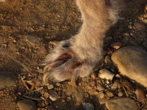 Un primer plano de la pata de un perro en el suelo rodeado de rocas.
