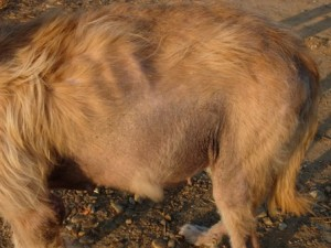 Un primer plano de la espalda y la cola de un perro marrón.