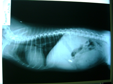 Una radiografía del pecho y el estómago de un perro.