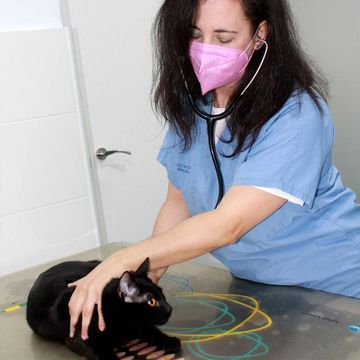 Una mujer que lleva una máscara está examinando un gato negro con un estetoscopio.