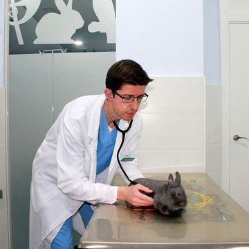 Un veterinario está examinando un conejo con un estetoscopio.