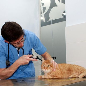 Un veterinario examina a un gato naranja con un estetoscopio.