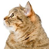 Un primer plano de un gato mirando hacia arriba sobre un fondo blanco.