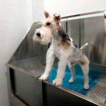 Un perro pequeño está de pie en una bañera de acero inoxidable.