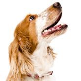 Un perro marrón y blanco mira hacia arriba con la boca abierta.