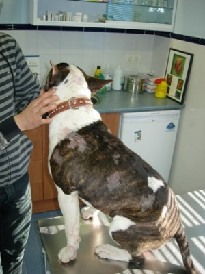 Un perro marrón y blanco está sentado en una mesa de metal.