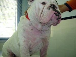 Un bulldog blanco con un collar rojo está siendo sostenido por una persona.