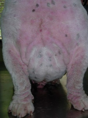 Un perro con manchas rosadas en la piel está sentado en una mesa.